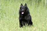 SCHIPPERKE 272